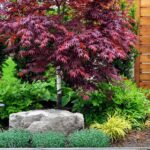 Dammann's Garden Company – The 3 Types Of Small Trees And Why We .