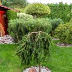 Dammann's Garden Company – The 3 Types Of Small Trees And Why We .