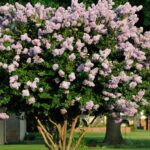 19 Small Trees for Your Landscape | Garden Desi