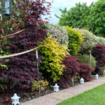 15 Trees Perfect For A Small Gard