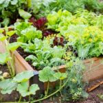 Small Vegetable Garden Ideas & Tips | Garden Desi