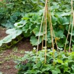 Small Vegetable Garden Ideas & Tips | Garden Desi