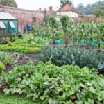 How to Make a Vegetable Patch | BBC Gardeners World Magazi