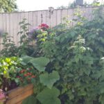 14 vegetables to grow in a small gard