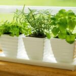 Indoor Herb Gardening How-to | Bonnie Plan