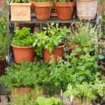 A quick guide to pots, planters and containers David Domoney .
