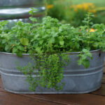 How to Grow Lots of Herbs in a Small Space • Gardena