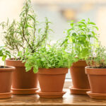How to Grow Herbs Indoors - The Home Dep