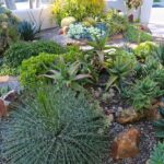 Succulent Garden Design Essentials from an Award-Winning Gard