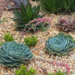 Landscaping Garden Design With Succulents | LoveToKn