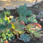 Succulent Garden | California Landscape Design | Plan & Plants .