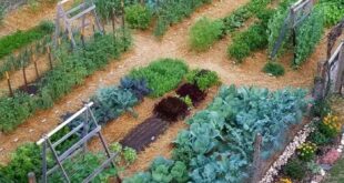 11 Vegetable Garden Ideas | The Family Handym